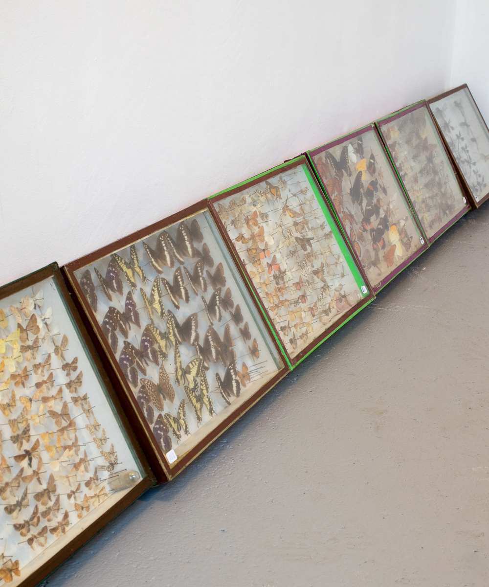 Taxidermy Butterfly Collection Cases