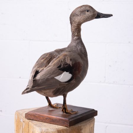 Taxidemy Duck